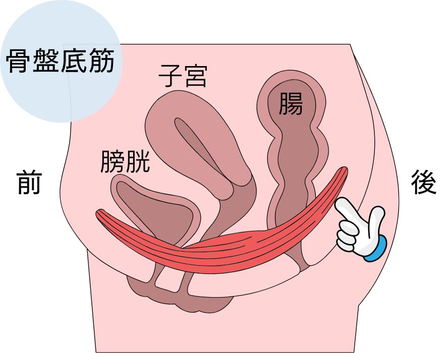 骨盤底筋の場所　側面変えらのイラスト