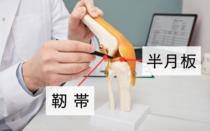 『半月板』