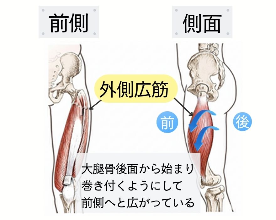 大腿骨後面から始まり 巻き付くようにして 前側へと広がっている