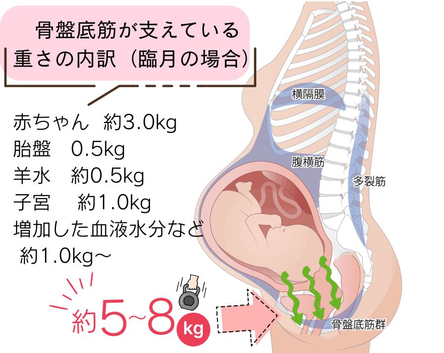 骨盤底筋が支えている 重さの内訳（臨月の場合）
