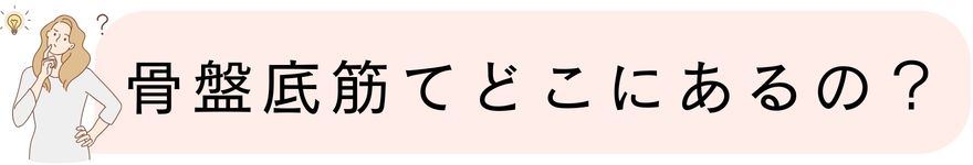 骨盤底筋てどこにあるの？